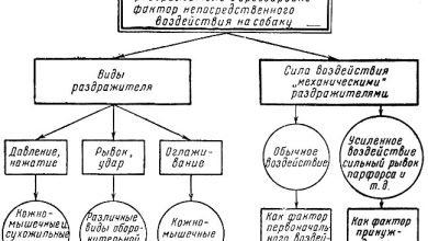Photo of Уникальные способы обучения собак