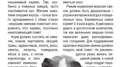 Photo of Советы по уходу за грызунами