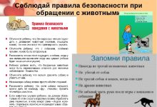 Photo of Питомцы и дети: какие правила нужно знать