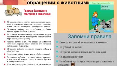Photo of Питомцы и дети: какие правила нужно знать