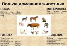 Photo of Почему домашние животные так важны для нас