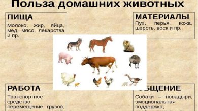 Photo of Почему домашние животные так важны для нас