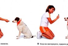Photo of Как обучить собаку командам