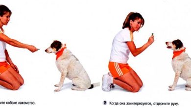 Photo of Как обучить собаку командам