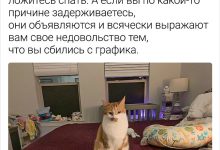 Photo of Забавные истории о домашних питомцах