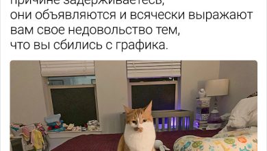 Photo of Забавные истории о домашних питомцах