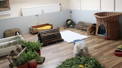 Photo of Как обустроить уголок для питомца в квартире