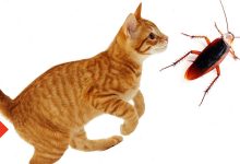 Photo of Игры и трюки для кошек