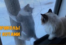 Photo of Забавные видео с животными в главной роли
