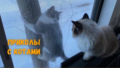 Photo of Забавные видео с животными в главной роли