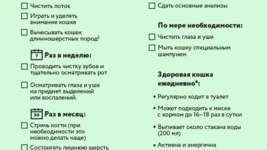 Photo of Особенности ухода за кошками