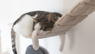 Photo of Как создать комфортную обстановку для питомца