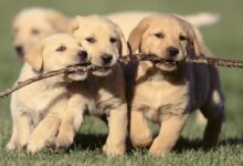 Photo of Развитие социализации у собаки