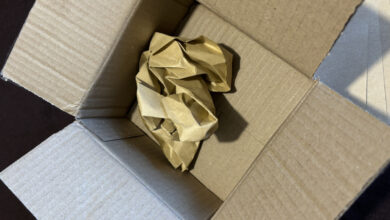 Photo of Игры для развития интеллекта собаки