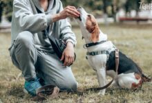 Photo of Эффективные методы дрессировки животного