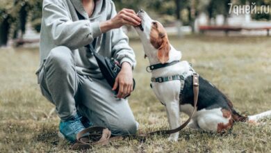 Photo of Эффективные методы дрессировки животного