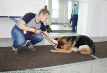 Photo of Обучение собаки без стресса и наказаний