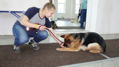 Photo of Обучение собаки без стресса и наказаний