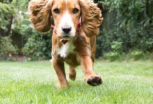 Photo of Тренировка щенка: с чего начать