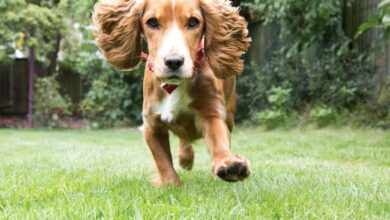 Photo of Тренировка щенка: с чего начать