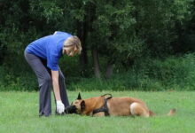 Photo of Как обучить собаку командам