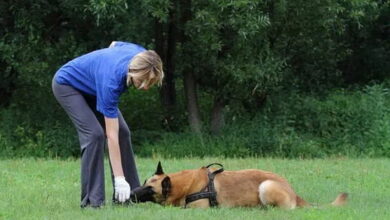 Photo of Как обучить собаку командам