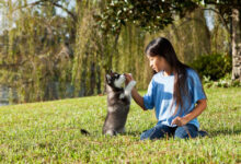 Photo of Правильное воспитание вашего питомца