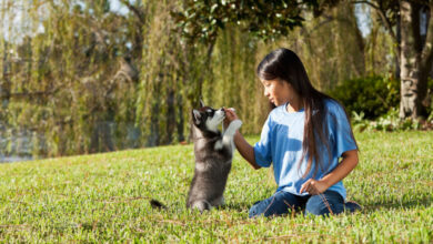 Photo of Правильное воспитание вашего питомца