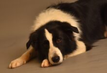 Photo of Индивидуальный подход к каждой собаке