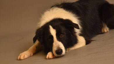 Photo of Индивидуальный подход к каждой собаке