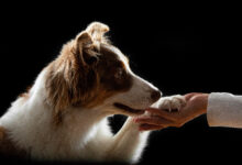 Photo of Как научить собаку хорошим манерам