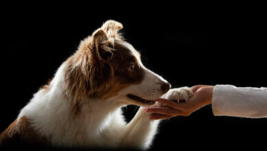 Photo of Как научить собаку хорошим манерам