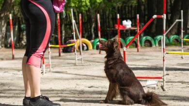 Photo of Секреты успешного обучения собак