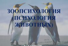 Photo of Психология животного при обучении