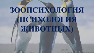 Photo of Психология животного при обучении