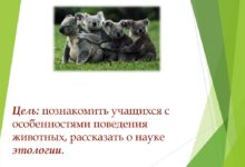 Photo of Уроки поведения для вашего питомца