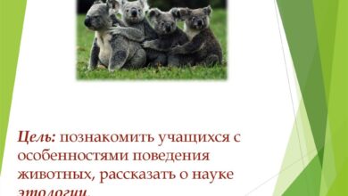 Photo of Уроки поведения для вашего питомца