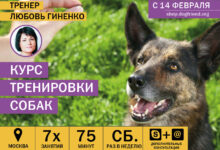 Photo of Подготовка курса обучения для собак