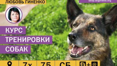 Photo of Подготовка курса обучения для собак
