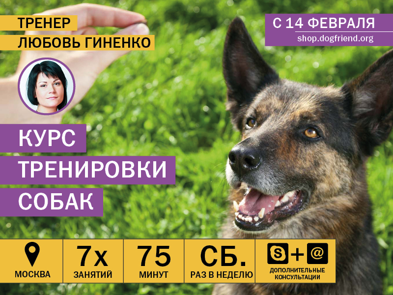 Фото 5 — Подготовка курса обучения для собак