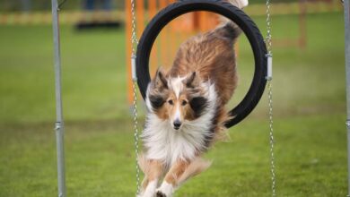 Photo of Успешные трюки для вашего питомца